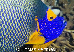 Blue face angelfish portrait. When the clown trigger is t... by Tobias Reitmayr 